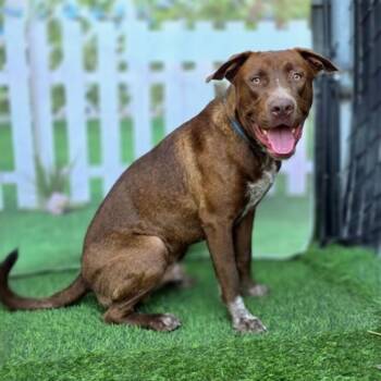 Labrador Retriever and Mixed Breed Dogs Available for Adoption - MALACHITE | PetCurious