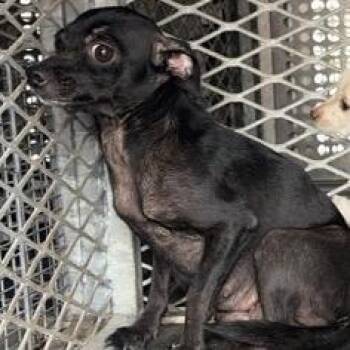 Magnolia -  Chihuahua Dog for Adoption in Edinburg, Texas - Magnolia | PetCurious