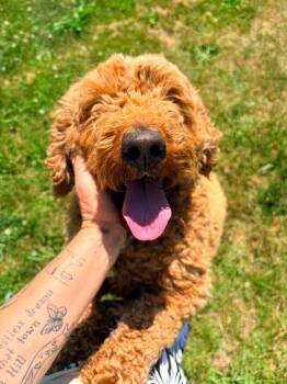 Bambi -  Golden Retriever and Poodle Dog for Adoption in Pine Grove, Pennsylvania - Bambi | PetCurious