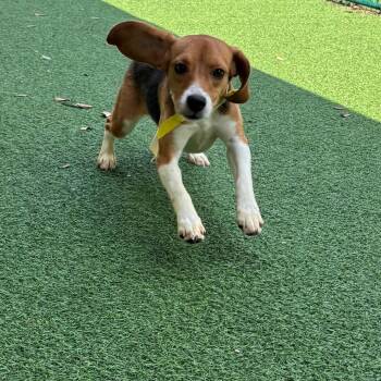 Lillian 1071/5180 -  Beagle Dog for Adoption in Loxahatchee Groves, Florida - Lillian 1071/5180 | PetCurious