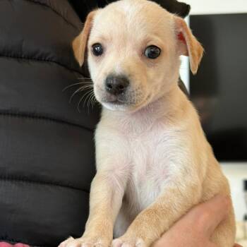 Chihuahua and Miniature Pinscher Dogs Available for Adoption - Biscoff | PetCurious