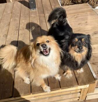 Pomeranian Dogs Available for Adoption in Didsbury, Alberta - Indie And Lily | PetCurious