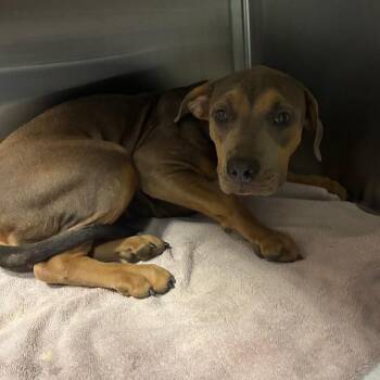 SARAHLEE -  Hound and Shar Pei Dog for Adoption in Greensboro, North Carolina - SARAHLEE | PetCurious