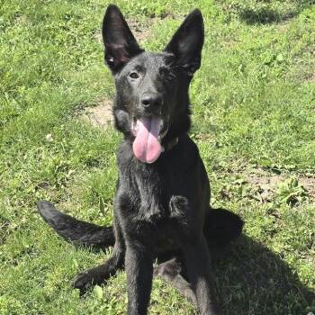 German Shepherd Dog Dogs Available for Adoption in Waterloo, Iowa - Apollo | PetCurious