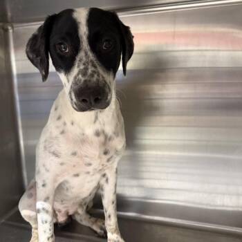 Chloe -  Mixed Breed Dog for Adoption in Pauls Valley, Oklahoma - Chloe | PetCurious