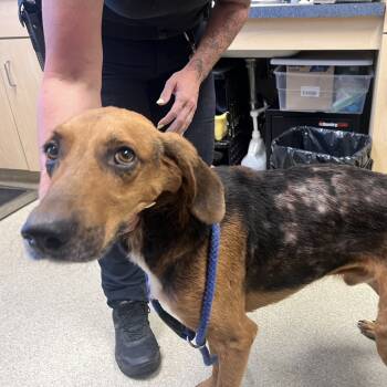 Rescue Hound Dogs for Adoption in Windsor, Virginia - Tipsy | PetCurious