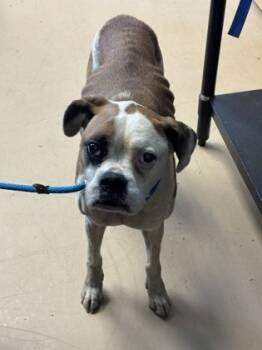 Rescue Mixed Breed Dogs for Adoption in Chamblee, Georgia - Lily Belle- IN FOSTER | PetCurious