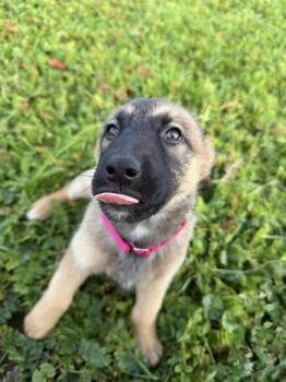 German Shepherd Dog Dogs Available for Adoption - Pebbles | PetCurious