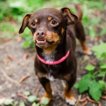 Sherlock Bones -  Chihuahua and Dachshund Dog for Adoption in Incline Village, Nevada - Sherlock Bones | PetCurious