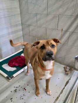 Buckley -  Pit Bull Terrier Dog for Adoption in Detroit Lakes, Minnesota - Buckley | PetCurious