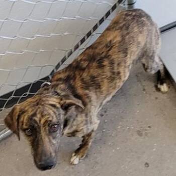 Mixed Breed Dogs Available for Adoption - 104590 | PetCurious