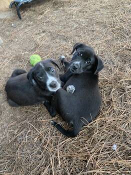 Rescue Labrador Retriever and Border Collie Dogs for Adoption in Westport, Connecticut - Miriam | PetCurious