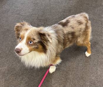 JAX -  Australian Shepherd Dog for Adoption in Ashland, Ohio - JAX | PetCurious