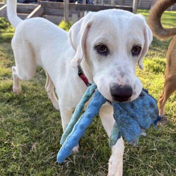 Rescue Great Pyrenees and Labrador Retriever Dogs for Adoption in Austin, Texas - Donkey | PetCurious