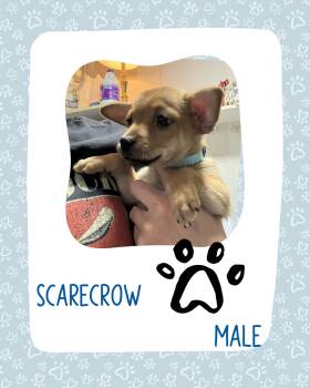 Scarecrow -  Chihuahua Dog for Adoption in Eugene, Oregon - Scarecrow | PetCurious