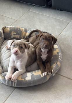 Adele -  Dalmatian Dog for Adoption in San Antonio, Texas - Adele | PetCurious