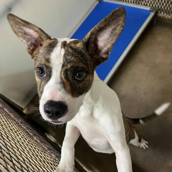 Rescue Pit Bull Terrier Dogs for Adoption in Stephenville, Texas - Aloha | PetCurious