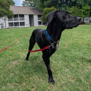 Lister -  Retriever and Labrador Retriever Dog for Adoption in Wake Forest, North Carolina - Lister | PetCurious