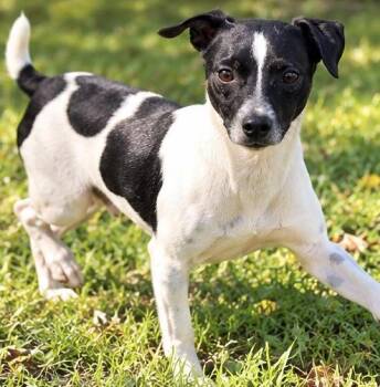 Derek -  Jack Russell Terrier and Rat Terrier Dog for Adoption in Foley, Alabama - Derek | PetCurious