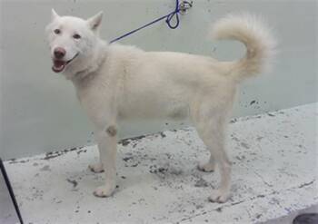 Siberian Husky Dogs Available for Adoption in Houston, Texas - A2076606 | PetCurious