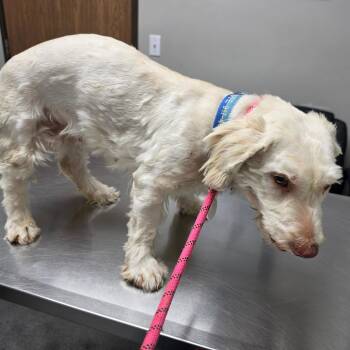 Debby - Available 10/11 - Costa Mesa Location -  Poodle and Basset Hound Dog for Adoption in Chino Hills, California - Debby - Available 10/11 - Costa Mesa Location | PetCurious