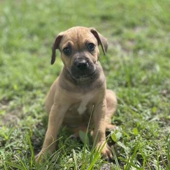 Basil -  American Foxhound and Mixed Breed Dog for Adoption in Poinciana, Florida - Basil | PetCurious