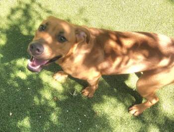 Nana -  Mixed Breed and Black Mouth Cur Dog for Adoption in Austin, Texas - Nana | PetCurious