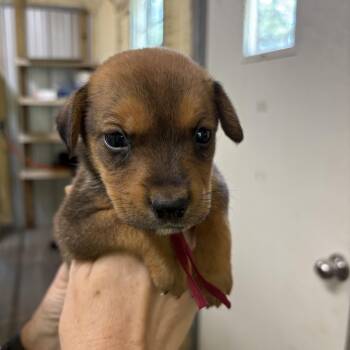 River -  Mixed Breed Dog for Adoption in Ruston, Louisiana - River | PetCurious
