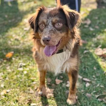 Australian Shepherd Dogs Available for Adoption - Sir Rocky - Chino Hills Location | PetCurious