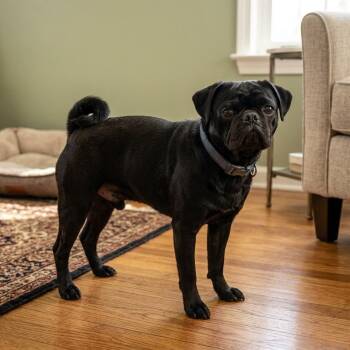 Kevin -  Pug Dog for Adoption in Baton Rouge, Louisiana - Kevin | PetCurious