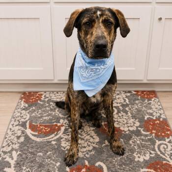 Bullet -  Catahoula Leopard Dog and Great Dane Dog for Adoption in Oak Point, Texas - Bullet | PetCurious