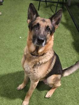 German Shepherd Dog Dogs Available for Adoption - Rader | PetCurious