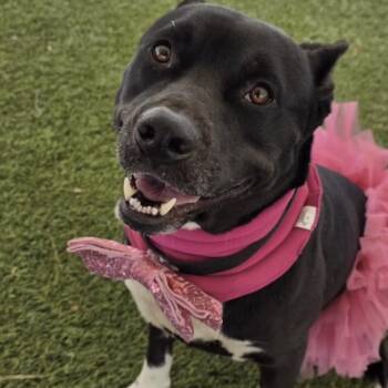 Lucie -  Pit Bull Terrier and Black Labrador Retriever Dog for Adoption in Temecula, California - Lucie | PetCurious