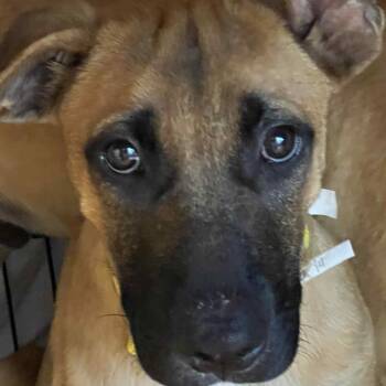 Rescue Pit Bull Terrier and Shepherd Dogs for Adoption in Wichita, Kansas - Scrappy Doo | PetCurious