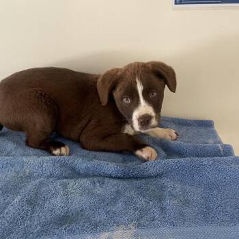 Retriever and Terrier Dogs Available for Adoption - Thirston | PetCurious