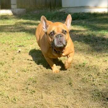 Steve -  French Bulldog Dog for Adoption in Memphis, Tennessee - Steve | PetCurious