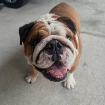 Chopper -  English Bulldog Dog for Adoption in New Orleans, Louisiana - Chopper | PetCurious