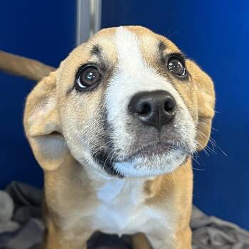 Cure -  Mixed Breed Dog for Adoption in Las Cruces, New Mexico - Cure | PetCurious