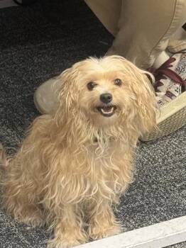 Mixed Breed Dogs Available for Adoption in West Chester, Pennsylvania - Cher | PetCurious