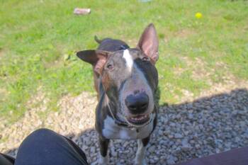 Henney -  Bull Terrier Dog for Adoption in Plain City, Ohio - Henney | PetCurious