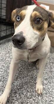 BANDIT -  Rat Terrier and Mixed Breed Dog for Adoption in Rosenberg, Texas - BANDIT | PetCurious