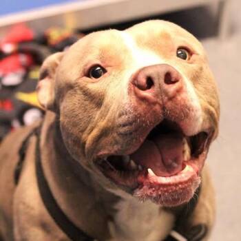 26-01190 -  Pit Bull Terrier Dog for Adoption in Fredericksburg, Virginia - 26-01190 | PetCurious