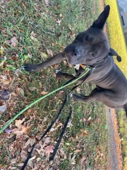 Rescue Mixed Breed Dogs for Adoption in Cincinnati, Ohio - Funsize | PetCurious