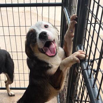 German Shepherd Dog and Mixed Breed Dogs Available for Adoption in Lake Jackson, Texas - Mocha | PetCurious