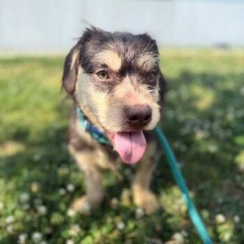 Terrier and Dachshund Dogs Available for Adoption in Rockville, Maryland - Coca Cola | PetCurious