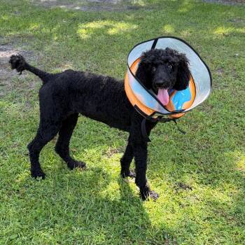FAITH -  Standard Poodle Dog for Adoption in West Palm Beach, Florida - FAITH | PetCurious