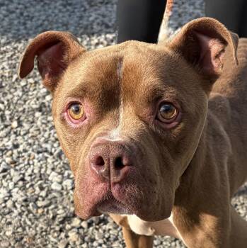 Toffee -  Pit Bull Terrier and Boxer Dog for Adoption in Mckeesport, Pennsylvania - Toffee | PetCurious