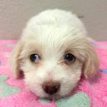 947 (2026) Violet -  Maltese and Mixed Breed Dog for Adoption in Parker, Colorado - 947 (2026) Violet | PetCurious