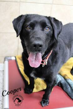 Cooper -  Black Labrador Retriever Dog for Adoption in Dunkirk, New York - Cooper | PetCurious