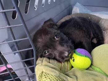 Wallace -  Terrier and Chihuahua Dog for Adoption in Novato, California - Wallace | PetCurious